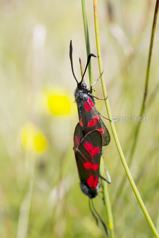 六斑伯纳(Zygaena filipendulae)